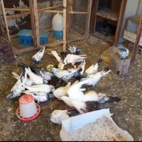 یه قفس و سه تا دونخوری و آبخوری