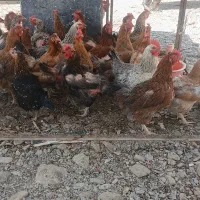 مرغ وخروس