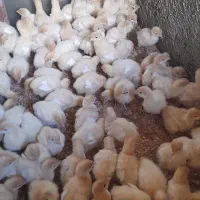 جوجه بوقلمون بیوتی ۶ زرین جوجه