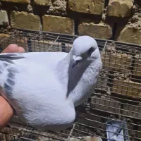 کبوتر. کفتر. شامی