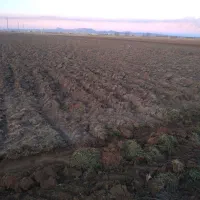 آبیاری بارانی برای کاشت گندم