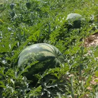 هندوانه درجه یک شرطی