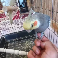 یک جفت عروس هلندی