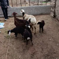 دوراس میش دوقلو یکی تک قل|حیوانات مزرعه|سیمین شهر, |دیوار