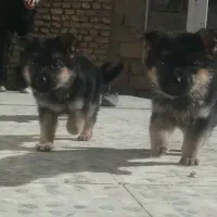 ژرمن شولاین