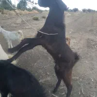 فروشی|حیوانات مزرعه|بلوک, |دیوار