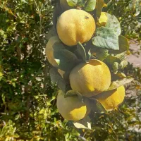 فروش یا معاوضه ملک کشاورزی|فروش زمین و ملک کلنگی|نگار, |دیوار