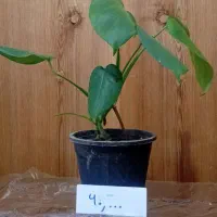 گل برگ انجیری