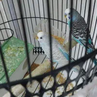 یک جفت مرغ عشق جوان