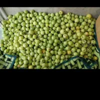 سیب خوش طعم وپراب