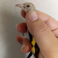 جوجه سهره نر و ماده