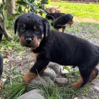 سگ روت وایلر