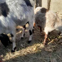 ۳ راس بز ابستن و ۱ راس تکه|حیوانات مزرعه|شهریار, بکه|دیوار