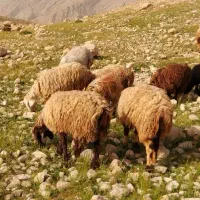 میش چاق داشتی