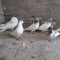 پاکستانی|پرنده|اندیمشک, |دیوار