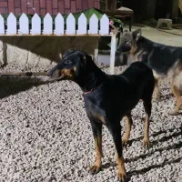 سگ دوبرمن ماده مشکی بلوطی|سگ|شیراز, تپه تلویزیون|دیوار