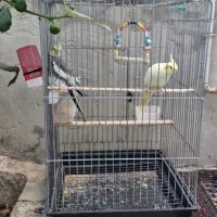 گمشده