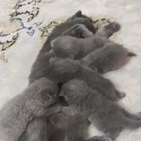 گربه اسکاتیش بلو فولد|گربه|زاهدان, |دیوار