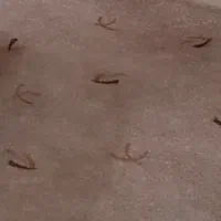 موکت ظریف مصور|موکت|مشهد, کلاهدوز|دیوار