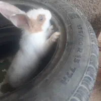 بچه خرگوش ناز