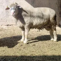 گوسفند قوچ و میش ایلدوفرانس اصیل فرانسوی|حیوانات مزرعه|تهران, آسمان|دیوار
