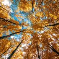 تور پاییزی دشتک ( ماسوله فارس)|تور و چارتر|شیراز, لاله|دیوار