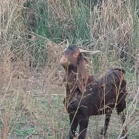 دو عددبیگ یک عدد،،ماده،هیچ نزاییده قصر