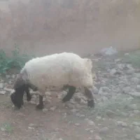 قصابی|حیوانات مزرعه|دهدشت, |دیوار