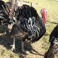 بوقلمون برنز و بوربون|حیوانات مزرعه|کوهدشت, |دیوار