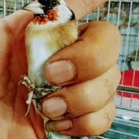 جوجه سهره|پرنده|تهران, اتابک|دیوار
