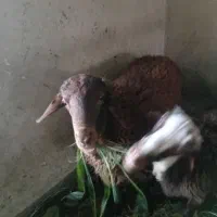 بره نر|حیوانات مزرعه|مشکین‌دشت, |دیوار