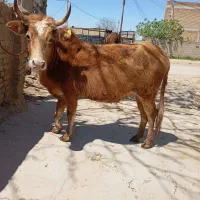 گاو آبستن 7ماه سونوگرافی شده قیمت 98میلیون تمام