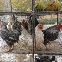 مرغ و خروس ژاپنی مینیاتوری