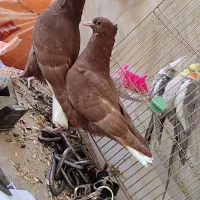 جوجه دونخور. اسب بالدار