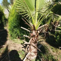 پالم و کامیس نوک دار داخل زمین یکجا فروخته میشود|گل و گیاه طبیعی|رودسر, |دیوار