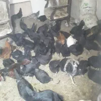 مرغ و خروس|حیوانات مزرعه|بروجن, |دیوار