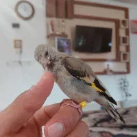 پرنده