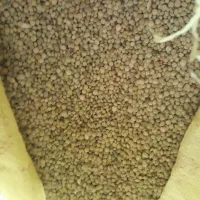 فروش عدس امسال ۲۵۰