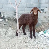 بره شیری . بره نر .بره چاق
