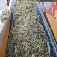 علوفه‌ذرت‌ ‌|عمده‌فروشی|میاندوآب, |دیوار