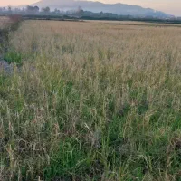 زمین کشاورزی مکانیزه|فروش زمین و ملک کلنگی|املش, |دیوار