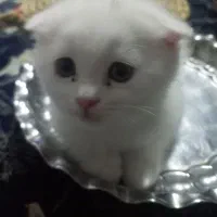 مهربون|گربه|مشهد, حضرت حجت|دیوار