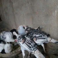 بوقلمون 4ماهه سالم و سرحال 8عدد