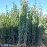 نهال سرو شیراز|گل و گیاه طبیعی|کرمان, |دیوار