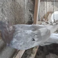 کبوتر رنگی جوانه