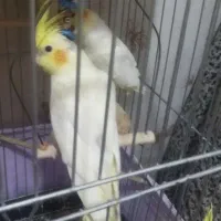 عروس هلندی ۴ ماه|پرنده|چهارباغ, |دیوار