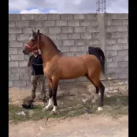 کره مادیان دره‌شوری یکسال