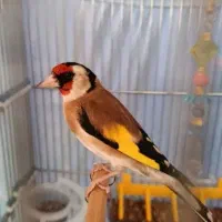 سهره های نر متولد قفس ،بخون،آماده جفت