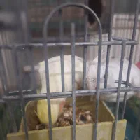 جفت عروس هلندی لوتینو و آلبینو باقفس و لونه کامل|پرنده|شیراز, نیستان|دیوار