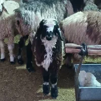 بره ۲۵ کیلویی|حیوانات مزرعه|مرودشت, مختارآباد|دیوار